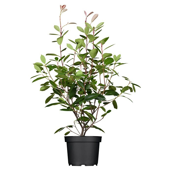 Piardino GlanzmispelPhotinia fraseri 'Red Robin', Topfgröße: 24 cm Front View