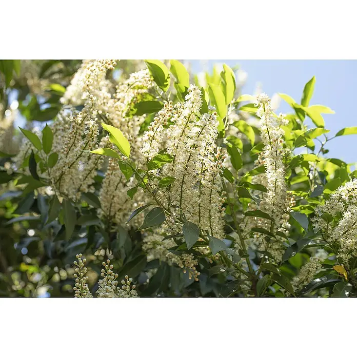 Piardino Portugiesische Lorbeerkirsche - Prunus lusitanica 'Angustifolia', Niederstamm, Topfgröße: 26 cm - Nahaufnahme von blühenden Prunus laurocerasus-Pflanzen, die ihre zarten, weißen Blüten und grünen Blätter zeigen, die von der Sonne beschienen werden.