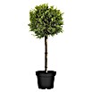 Ciprés de Leyland (Leylandii, Tamaño de maceta: 26 cm) | BAUHAUS