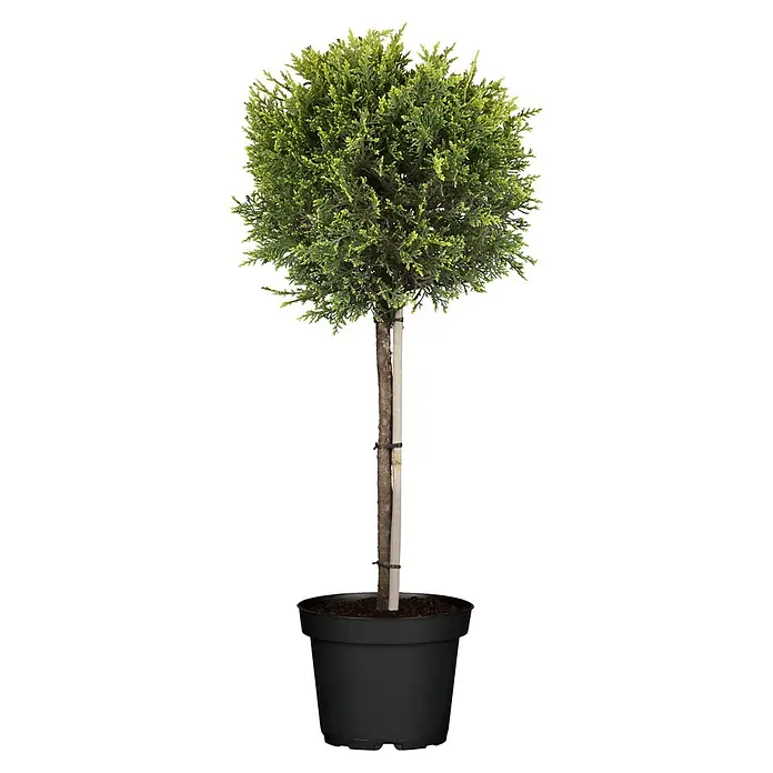 Ciprés de Leyland - Leylandii, Tamaño de maceta: 26 cm - Un árbol ornamental compacto y redondo en una maceta con un tronco recto, ideal para usos decorativos tanto interiores como exteriores.