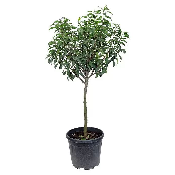 Piardino Portugiesische Lorbeerkirsche - Prunus lusitanica 'Angustifolia', Niederstamm, Topfgröße: 26 cm - Ein kleines, grünblättriges Bäumchen mit braunem Stamm in einem schwarzen Kunststofftopf mit Erde.