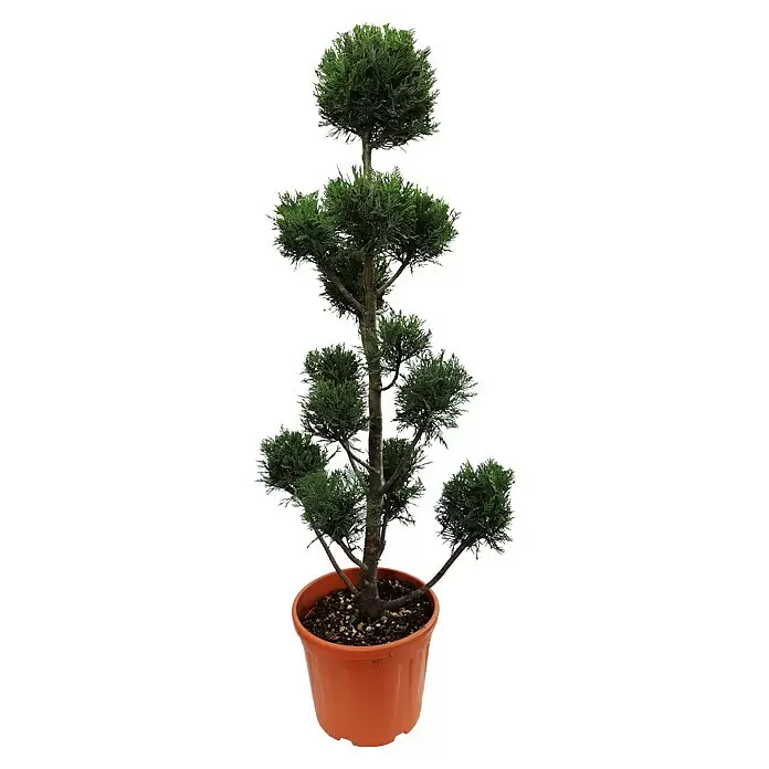 Piardino Leyland-Zypresse Pompon mehrstämmig - Cupressocyparis leylandii, 18 l - Vorderansicht
