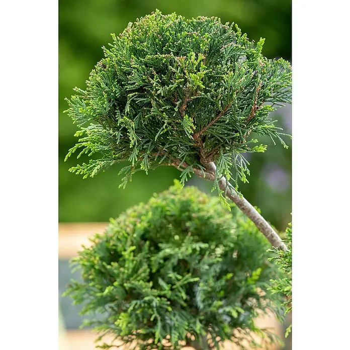 Piardino Leyland-Zypresse Pompon mehrstämmig - Cupressocyparis leylandii, 18 l - Detailaufnahme einer kunstvoll geschnittenen, runden Zypressenbonsai-Pflanze mit sattgrünem Laub und einem schlanken Stamm, der sich elegant nach oben windet.