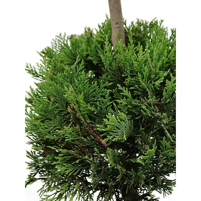 Piardino Leyland-Zypresse 3-Kugeln - Cupressocyparis leylandii 'Castlewellan Gold', Topfgröße: 33 cm - Nahaufnahme eines runden, grünen Buchsbaums auf einem Stamm. Die Blätter sind dicht und die Form ist präzise geschnitten.