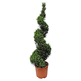 Piardino Leyland-Zypresse Spirale (Cupressocyparis leylandii Goldrider, Topfgröße: 30 cm, Aktuelle Wuchshöhe: 110 cm - 130 cm)