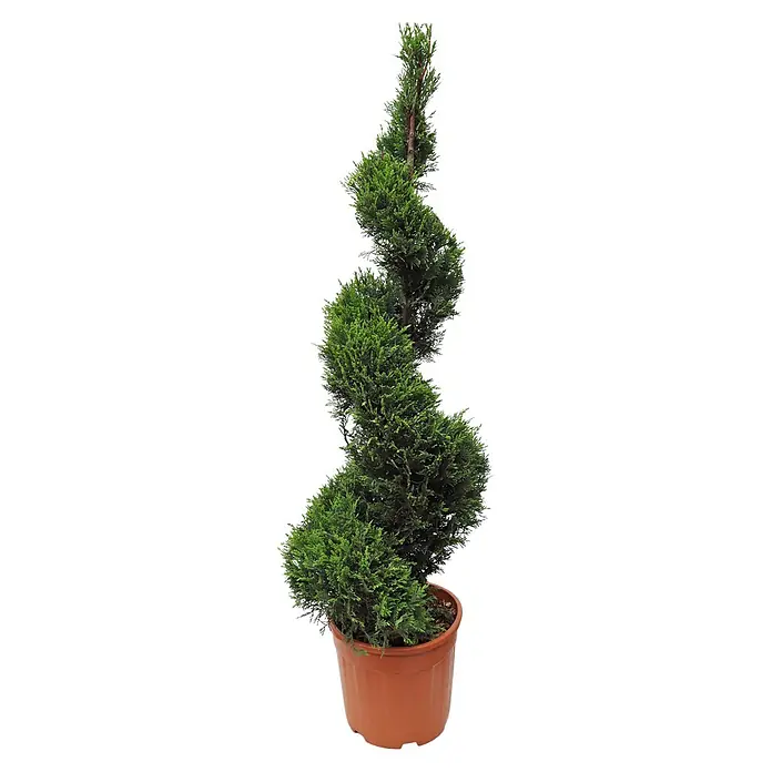 Piardino Leyland-Zypresse Spirale - Cupressocyparis leylandii 'Castlewellan Gold', Aktuelle Wuchshöhe: 110 cm - 130 cm, Topfgröße: 30 cm - Eine spiralförmige Zypressenpflanze in einem Terrakotta-Topf, ideal als dekoratives Element für Haus und Garten.