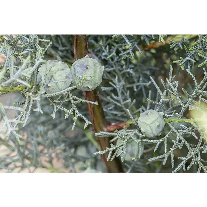Piardino Blaue Säulenzypresse - Cupressus arizonica 'Fastigiata Glauca', Niederstamm, Topfgröße: 26 cm - Nahaufnahme von blaugrünen Zypressenzapfen und filigranen Blättern, die die natürliche Schönheit und Textur der Pflanze hervorheben.