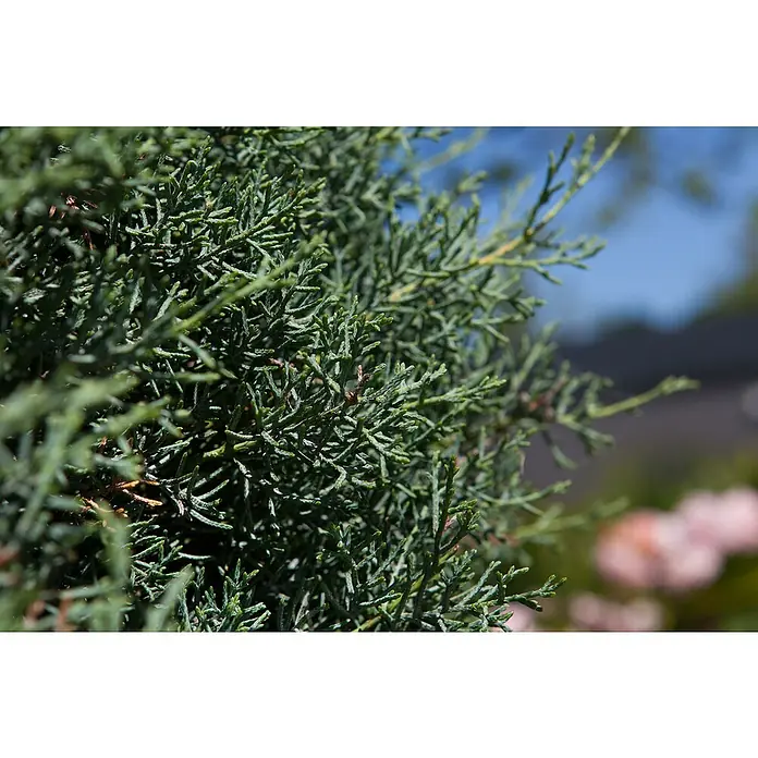Piardino Blaue Säulenzypresse - Cupressus arizonica 'Fastigiata Glauca', Niederstamm, Topfgröße: 26 cm - Nahaufnahme von Wacholderzweigen mit blaugrünen Nadeln, die eine dichte Textur und natürliche Schönheit zeigen.