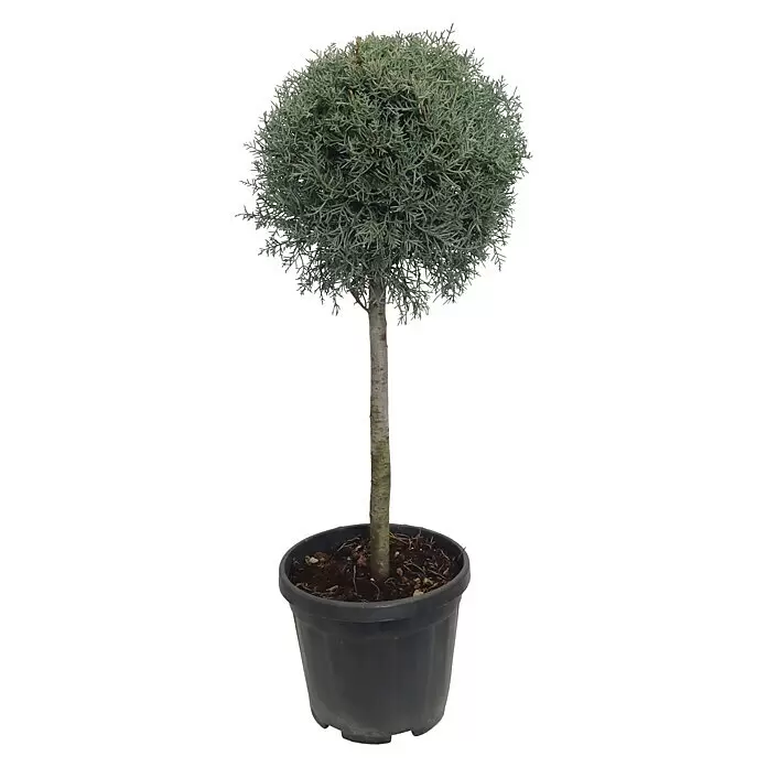 Piardino Blaue Säulenzypresse - Cupressus arizonica 'Fastigiata Glauca', Niederstamm, Topfgröße: 26 cm - Vorderansicht