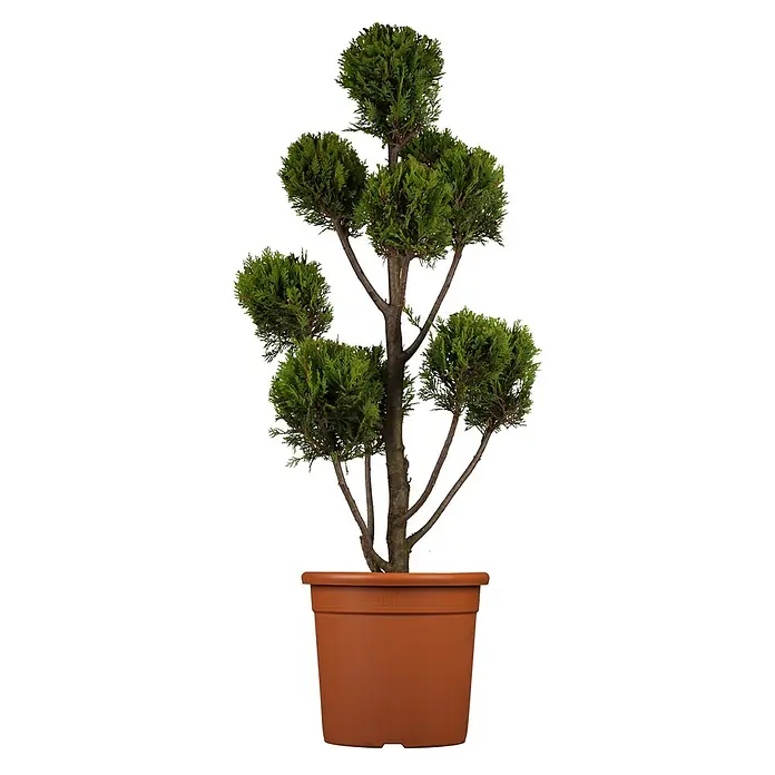 Piardino Leyland-Zypresse Pompon mehrstämmig - Cupressocyparis leylandii 'Castlewellan Gold', Aktuelle Wuchshöhe: 110 cm - 130 cm, Topfgröße: 30 cm - Elegante mehrstämmige Zimmerpflanze in einem braunen Topf. Die Pflanze hat mehrere grüne, kugelförmige Blätter.
