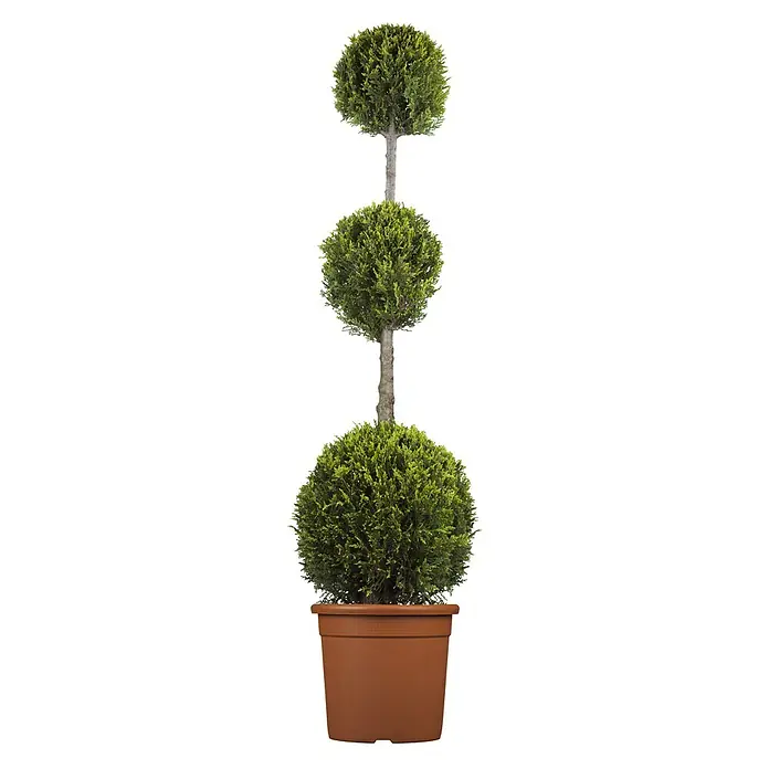 Piardino Leyland-Zypresse Pompon - Cupressocyparis leylandii 'Castlewellan Gold', Aktuelle Wuchshöhe: 110 cm - 130 cm, Topfgröße: 30 cm - Dreistöckiger Buchsbaum in einem Topf. Ein Blickfang für jeden Garten mit seiner einzigartigen Form und Struktur.