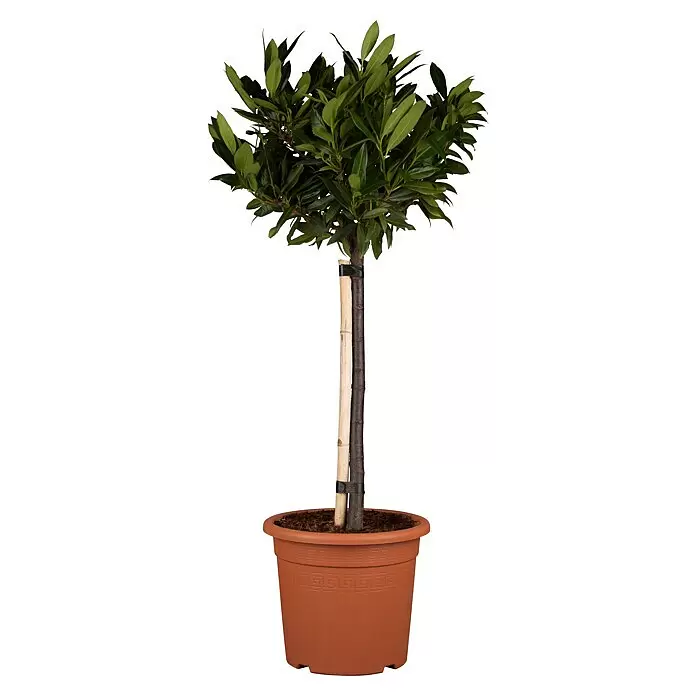 Piardino Kirschlorbeer - Prunus laurocerasus 'Otto Luyken', Niederstamm, Topfgröße: 26 cm - Eine getopfte Kugel-Pflanze mit dichten grünen Blättern, dunklem Stamm und hellem Bambuspfahl in einem terrakottafarbenen Kunststofftopf mit geometrischem Muster.