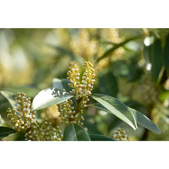 Piardino Kirschlorbeer - Prunus laurocerasus 'Otto Luyken', Niederstamm, Topfgröße: 26 cm - Nahaufnahme eines Kirschlorbeerstrauchs mit jungen Blütenständen und glänzenden Blättern im Sonnenlicht.