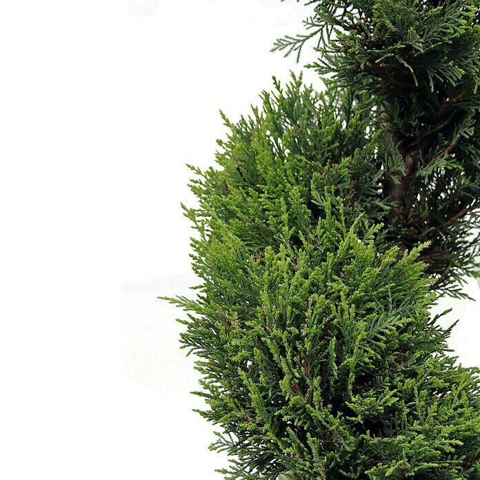 Piardino Leyland-Zypresse SpiraleCupressocyparis leylandii 'Castlewellan Gold', Aktuelle Wuchshöhe: 120 cm - 130 cm, 18 l Detail Shot