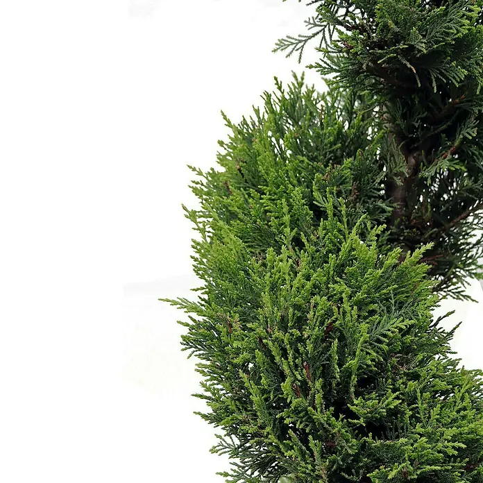 Piardino Leyland-Zypresse Spirale - Cupressocyparis leylandii 'Castlewellan Gold', Aktuelle Wuchshöhe: 110 cm - 130 cm, Topfgröße: 30 cm - Nahaufnahme einer kunstvollen Spiralzypresse mit detailreichen, grünen Blättern und markanter Form.