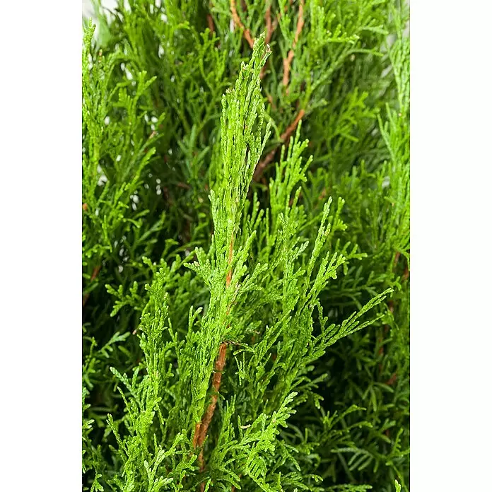 Piardino Lebensbaum Spirale - Thuja occidentalis 'Smaragd', Topfgröße: 30 cm, Aktuelle Wuchshöhe: 110 cm - 130 cm - Nahaufnahme von leuchtend grünem, schuppenförmigem Laub einer immergrünen Pflanze oder eines Strauchs.