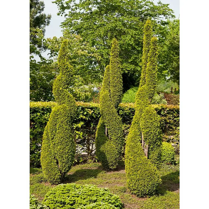 Piardino Lebensbaum Spirale - Thuja occidentalis 'Smaragd', Topfgröße: 30 cm, Aktuelle Wuchshöhe: 110 cm - 130 cm - Drei kunstvoll geformte, grüne Zypressen stehen in einem Garten und zeigen ihre einzigartige Spiralform, umgeben von üppigem Grün.