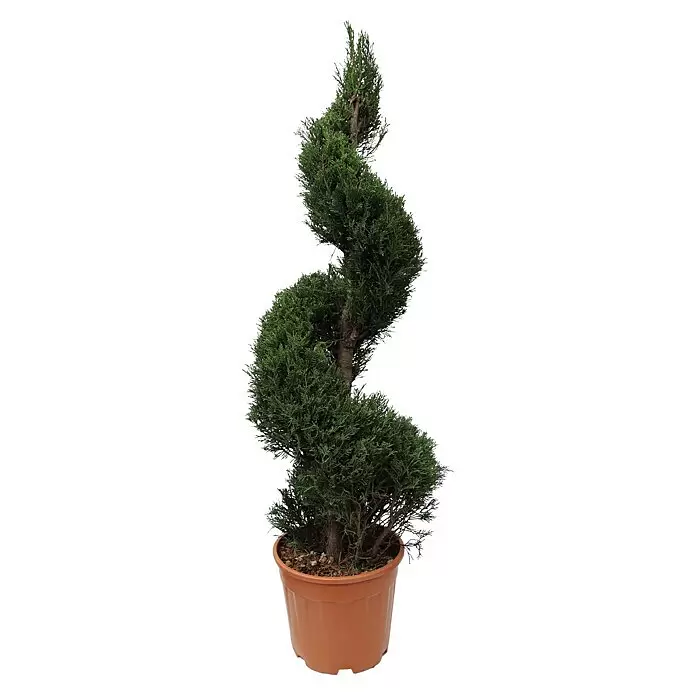 Piardino Leyland-Zypresse SpiraleCupressocyparis leylandii, Topfgröße: 33 cm