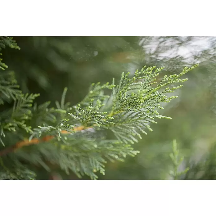 Piardino Leyland-Zypresse Spirale - Cupressocyparis leylandii, Aktuelle Wuchshöhe: 110 cm - 130 cm, Topfgröße: 30 cm - Nahaufnahme von lebhaft grünem Nadelholzlaub mit strukturierten Schuppen und neuen Trieben an einem Ast.