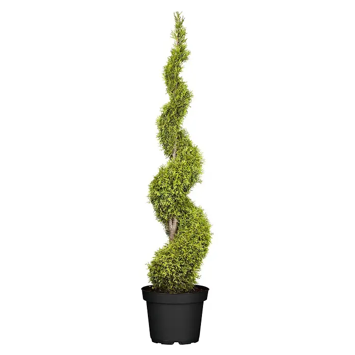 Piardino Lebensbaum Spirale - Thuja occidentalis 'Smaragd', Topfgröße: 30 cm, Aktuelle Wuchshöhe: 110 cm - 130 cm - Spiralförmiger immergrüner Zypressenbaum in einem schwarzen Topf, ideal für den Innen- und Außenbereich.