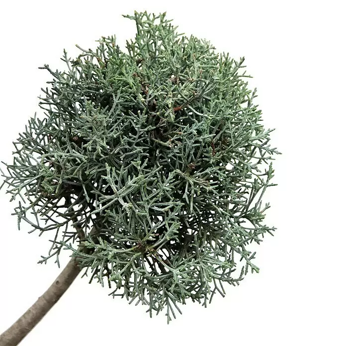 Piardino Blaue Säulenzypresse - Cupressus arizonica 'Fastigiata Glauca', Topfgröße: 33 cm - Detailaufnahme