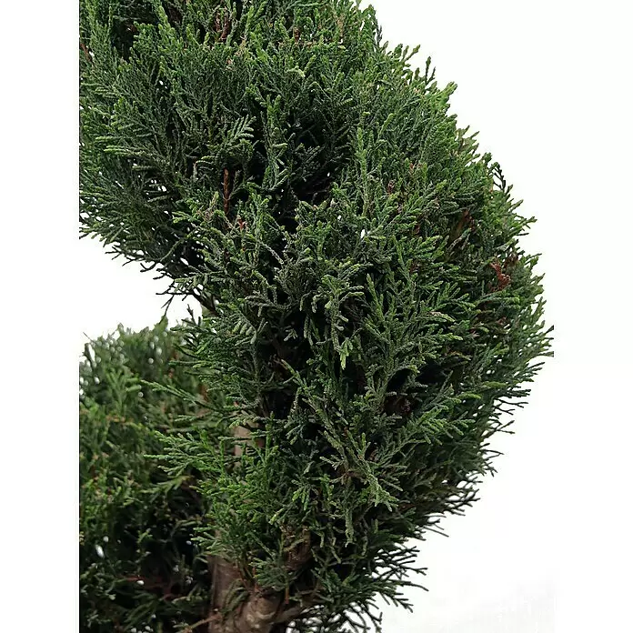 Piardino Leyland-Zypresse Spirale - Cupressocyparis leylandii, Topfgröße: 33 cm - Detailaufnahme