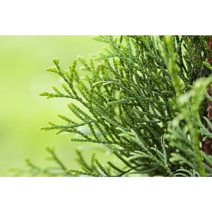 Lebensbaum Smaragd - Aktuelle Wuchshöhe: 60 cm - 80 cm, Thuja occidentalis 'Smaragd', Topfgröße: 19 cm, 75 Stk. - Nahaufnahme von grünen Thuja-Zweigen, die sich verzweigen und dichte, üppige Nadeln zeigen, ideal für Hecken oder dekorative Gartenpflanzen.