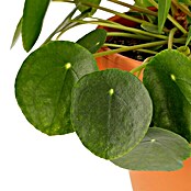 Piardino Glückstaler (Pilea peperomioides, Topfgröße: 17 cm) | BAUHAUS