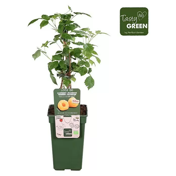 Piardino Bio Himbeere - Rubus idaeus 'Autumn Amber', Topfgröße: 19 cm, Erntezeit: August - Vorderansicht