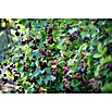 Brombeere Bio - Thornless Evergreen (Rubus fruticosus, Erntezeit: August, Topfvolumen: 2 l) | BAUHAUS