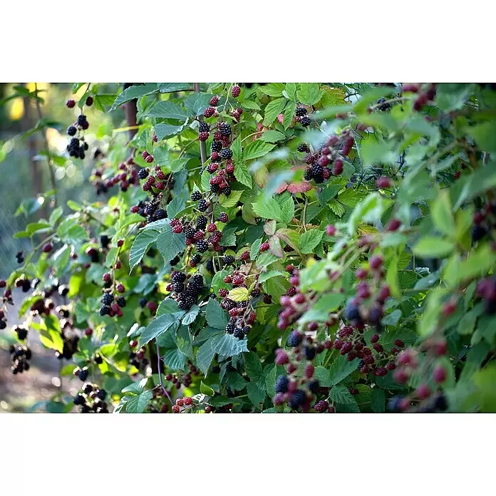 Brombeere Bio - Thornless Evergreen - Rubus fruticosus, Erntezeit: August, Topfvolumen: 2 l - Reifende Brombeeren an einem Strauch, mit einigen roten und einigen dunkelvioletten bis schwarzen Beeren.