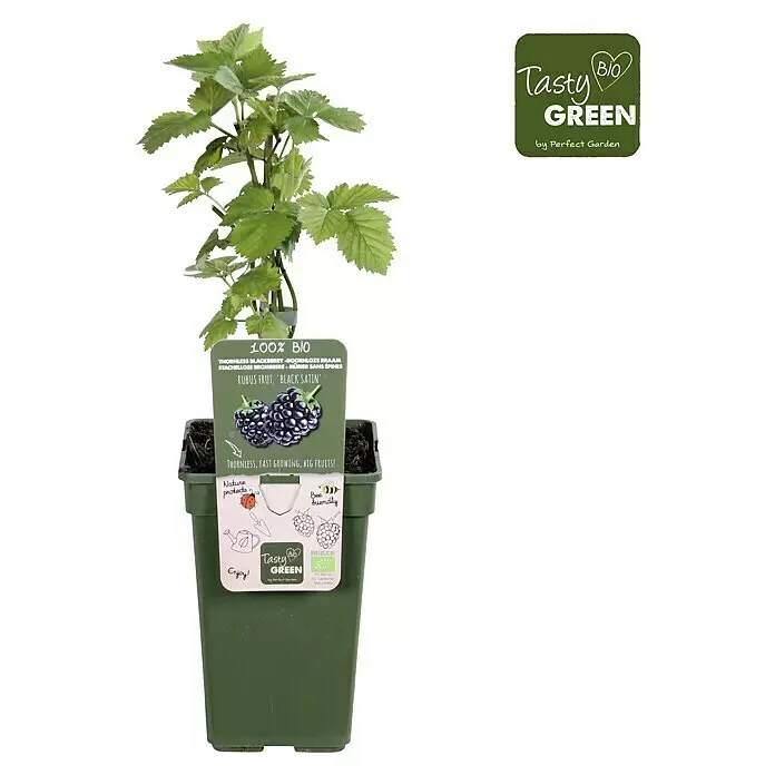 Piardino Brombeere - Rubus fruticosus 'Black Satin', Topfgröße: 19 cm, Erntezeit: August - Vorderansicht