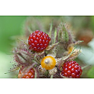 Piardino Japanische Weinbeere (Rubus phoenicolasius, Topfgröße: 19 cm, Erntezeit: Juli)