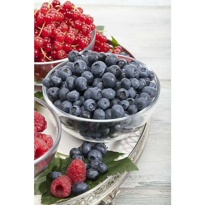 Piardino Heidelbeere - Vaccinium corymbosum ' Duke®', Topfgröße: 19 cm, Erntezeit: Juli - Eine Nahaufnahme von roten Johannisbeeren, Blaubeeren und Himbeeren in Glasschalen, die auf einem silbernen Serviertablett mit Blattwerk präsentiert werden.