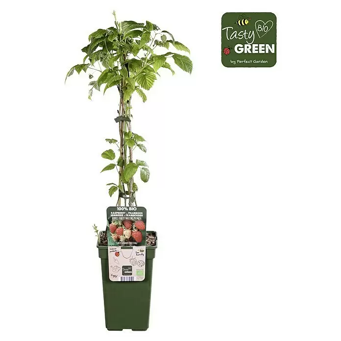 Piardino Bio Himbeere - Rubus idaeus 'Malling Promise', Topfgröße: 19 cm, Erntezeit: Juni - Topf-Himbeerpflanze mit grünen Blättern und Produktetikett mit Aufschriften wie „100% BIO Himbeere“ und „Tasty Green“.