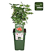 Piardino Rote Johannisbeere (Ribes rubrum 'Jonkheer van Tets', Topfgröße: 19 cm, Erntezeit: Juli) | BAUHAUS