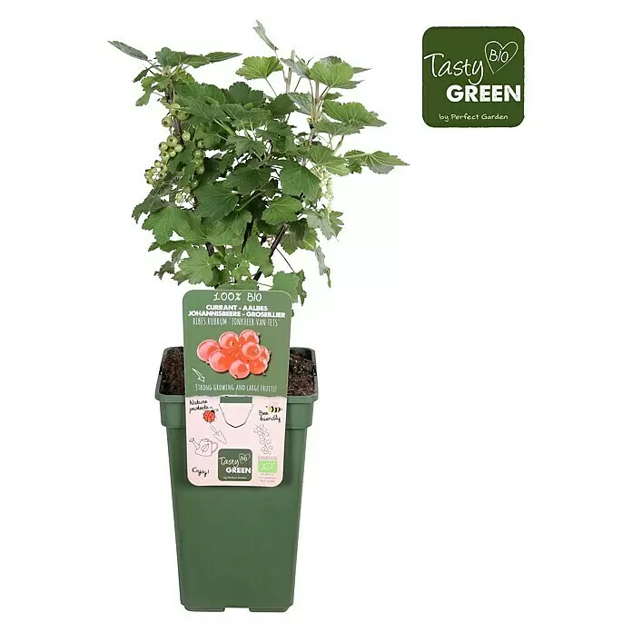 Piardino Rote Johannisbeere - Ribes rubrum 'Jonkheer van Tets', Topfgröße: 19 cm, Erntezeit: Juli - Eine Johannisbeerpflanze mit grünen Blättern und jungen Beeren in einem dunkelgrünen Topf mit Etikett.