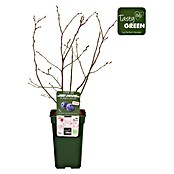 Piardino Heidelbeere (Vaccinium corymbosum ' Duke®', Topfgröße: 19 cm, Erntezeit: Juli) | BAUHAUS