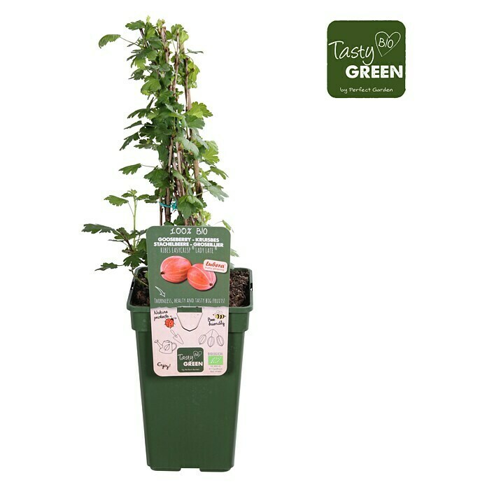 Piardino Stachelbeere (Ribes uva-crispa 'Easycrisp® Lady Late', Topfgröße: 19 cm, Erntezeit: Juli) | BAUHAUS