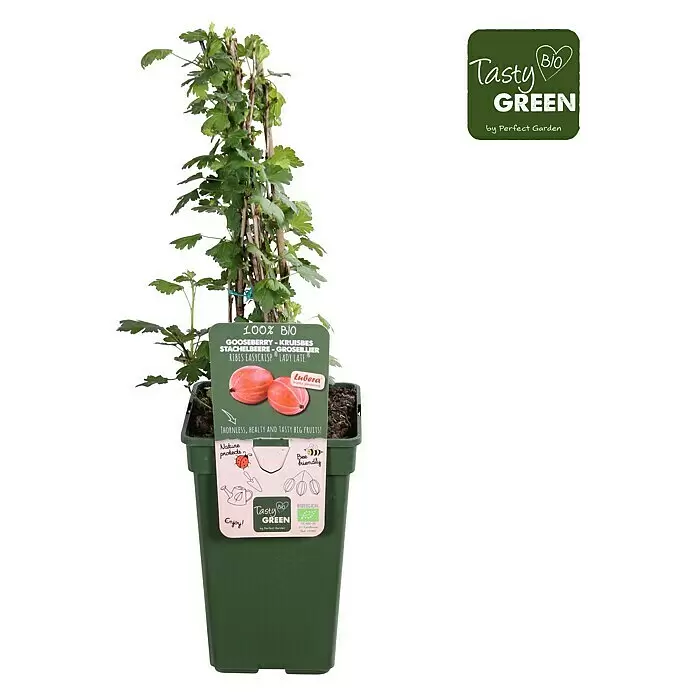 Piardino Stachelbeere - Ribes uva-crispa 'Easycrisp® Lady Late', Topfgröße: 19 cm, Erntezeit: Juli - Topf-Stachelbeere mit grünem Laub im dunklen Topf, mit "100% BIO" Etikett und "Tasty Green" Logo.