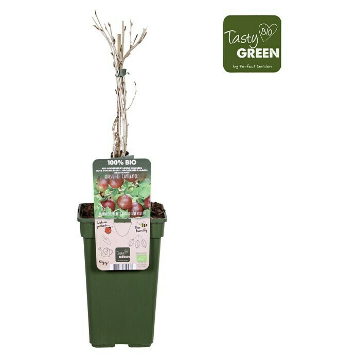 Piardino Stachelbeere (Ribes uva-crispa 'Captivator', Topfgröße: 19 cm, Erntezeit: Juli) | BAUHAUS
