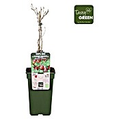 Piardino Stachelbeere (Ribes uva-crispa 'Captivator', Topfgröße: 19 cm, Erntezeit: Juli) | BAUHAUS