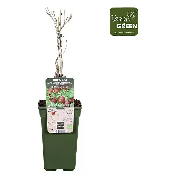 Piardino Stachelbeere - Ribes uva-crispa 'Captivator', Topfgröße: 19 cm, Erntezeit: Juli - Ein junger Stachelbeerstrauch in einem dunkelgrünen Topf mit Produktetikett, das rote Stachelbeeren und die Marke „Tasty Green“ zeigt.