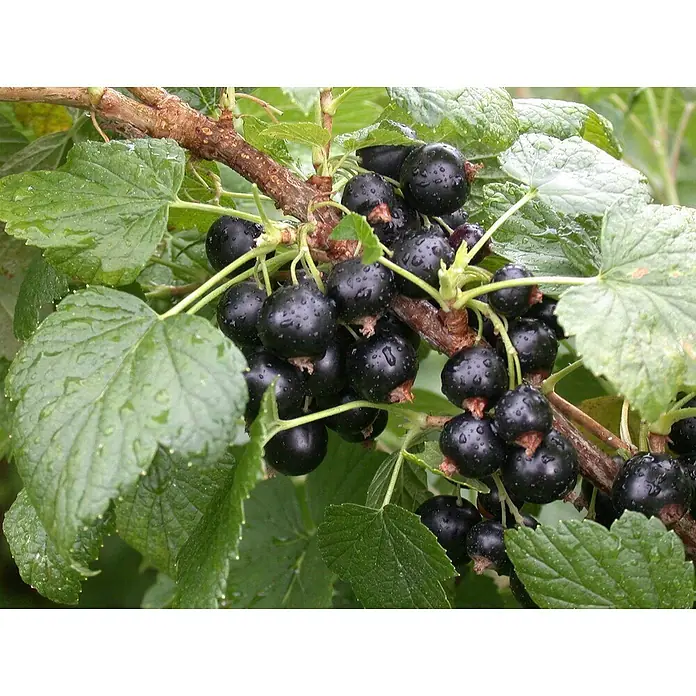 Piardino Schwarze Johannisbeere - Ribes nigrum 'Titania', Topfgröße: 19 cm, Erntezeit: Juli - Nahaufnahme von reifen schwarzen Johannisbeeren auf einem Zweig, die mit Wassertropfen bedeckt sind und von grünen Blättern umgeben sind.