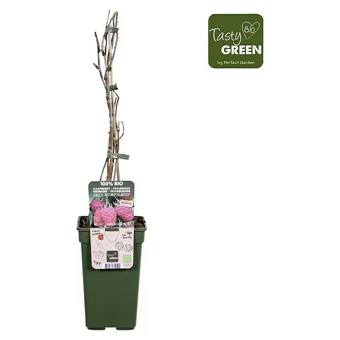 Piardino Bio Himbeere - Rubus idaeus 'Twotimer Sugana Red', Topfgröße: 19 cm, Erntezeit: Juni - Himbeerpflanze 'Rubus id. Twotimer Sugana Red' in grünem Topf mit '100% BIO Tasty Green' Etikett.