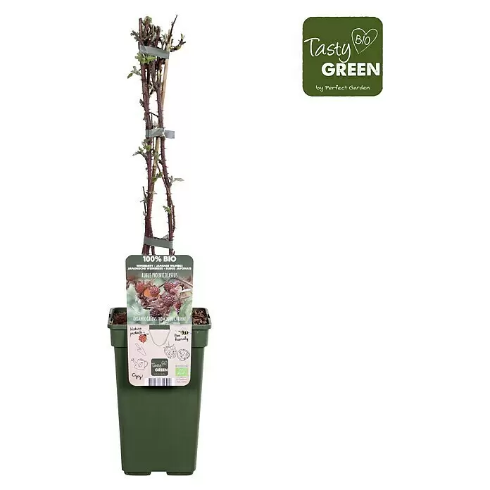 Piardino Japanische Weinbeere - Rubus phoenicolasius, Topfgröße: 19 cm, Erntezeit: Juli - Im Topf befindliche Bio-Weinbeere (Rubus phoenicolasius) mit grünen Zweigen und Beschriftung im dunkelgrünen Topf.