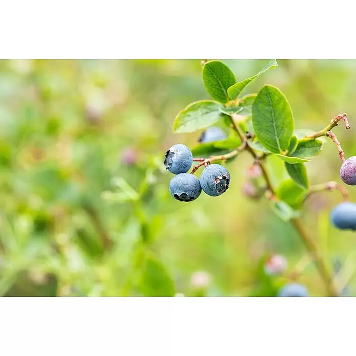 Piardino Heidelbeere - Vaccinium corymbosum ' Duke®', Topfgröße: 19 cm, Erntezeit: Juli - Detailaufnahme