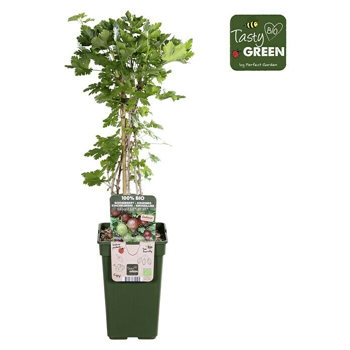 Piardino Stachelbeere (Ribes uva-crispa 'Easycrisp® Lady Late', Topfgröße: 19 cm, Erntezeit: Juli) | BAUHAUS