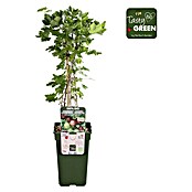 Piardino Stachelbeere (Ribes uva-crispa 'Easycrisp® Lady Late', Topfgröße: 19 cm, Erntezeit: Juli) | BAUHAUS