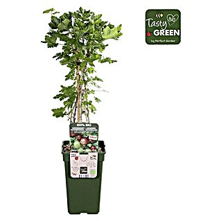 Piardino Stachelbeere (Ribes uva-crispa 'Easycrisp® Lady Late', Topfgröße: 19 cm, Erntezeit: Juli)